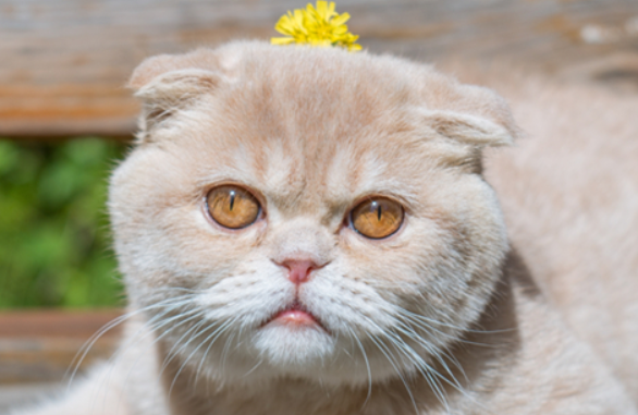 想知道猫毛吸入人体怎么清理吗？速来了解一波