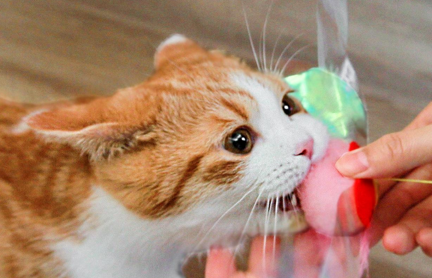 想知道猫毛吸入人体怎么清理吗？速来了解一波