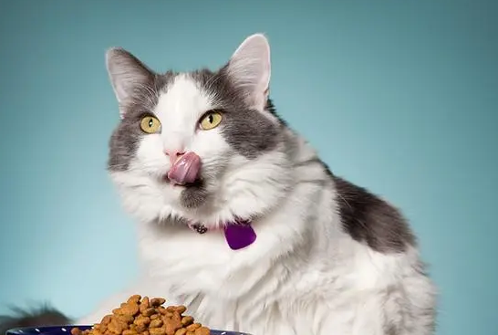 猫为什么不能吃盐？看这告诉你