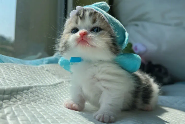 短腿猫是基因缺陷吗？来看这里~