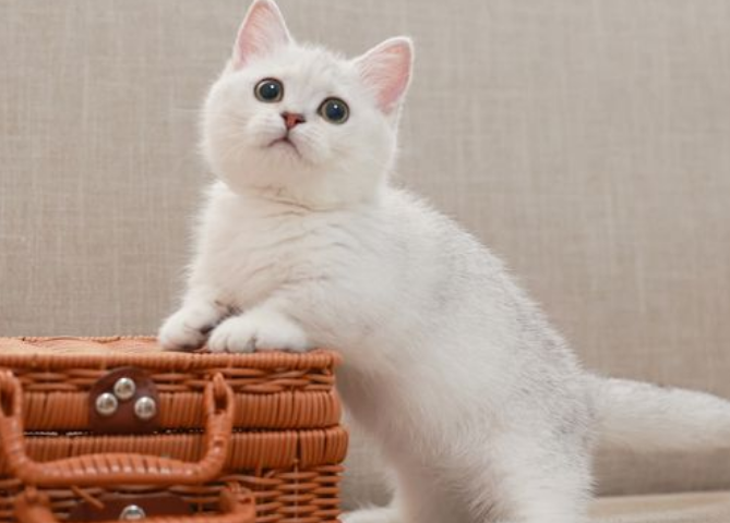 短腿猫是基因缺陷吗？来看这里~