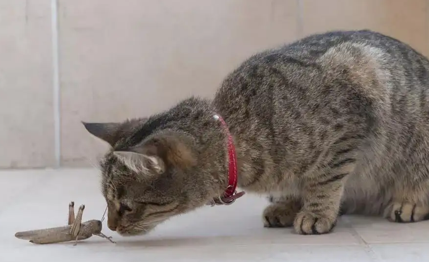 猫为什么叼虫子给主人?是因为信任 猫为什么叼虫子给主人?是因为信任