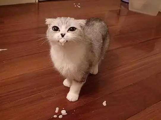 猫为什么叼虫子给主人?是因为信任 猫为什么叼虫子给主人?是因为信任