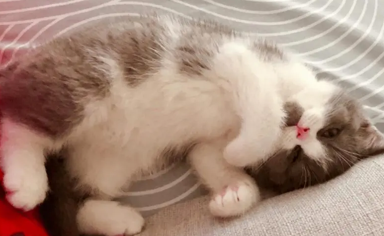 猫为什么踩奶时流口水？应该是这个原因吧