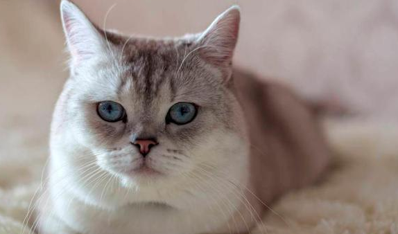 猫为什么踩奶时流口水？应该是这个原因吧