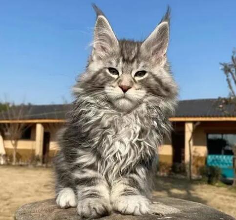 体积最大的猫是什么品种?来瞧瞧! 体积最大的猫是什么品种?来瞧瞧!