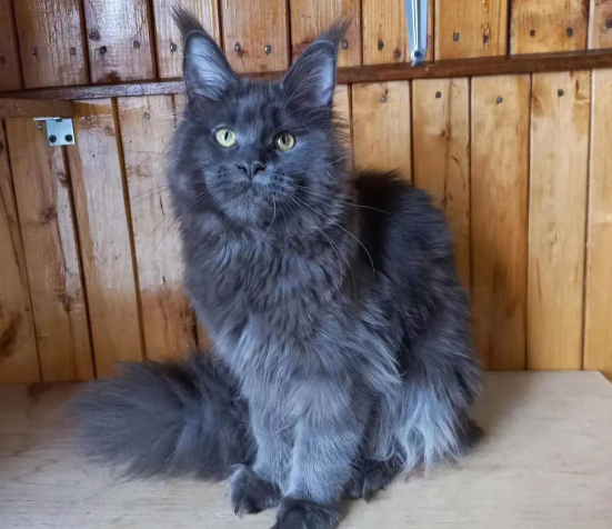 体积最大的猫是什么品种?来瞧瞧! 体积最大的猫是什么品种?来瞧瞧!