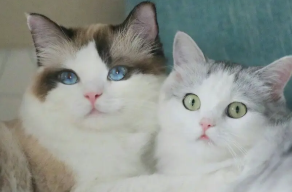 猫为什么会对猫薄荷发疯？具体来看看这里！