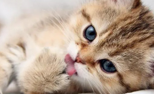 猫为什么会对猫薄荷发疯？具体来看看这里！