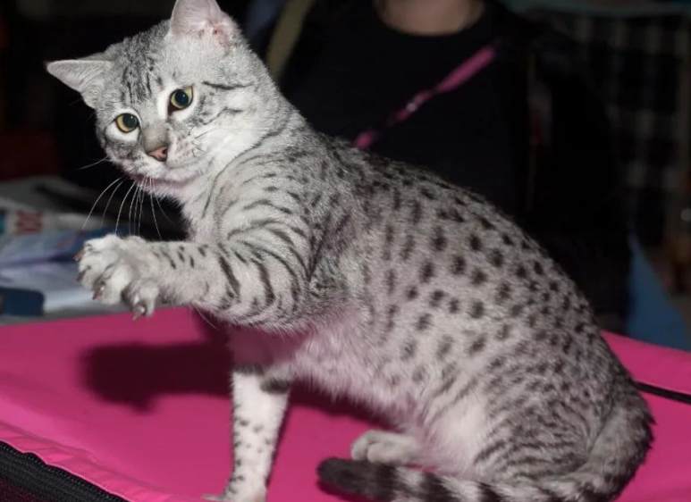 不知道埃及法老猫是什么品种? 不知道埃及法老猫是什么品种?