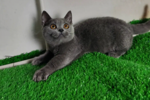 矮脚蓝猫为什么不能养?原因是这个 矮脚蓝猫为什么不能养?原因是这个