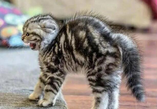 地震前猫咪有哪些反应?可以认识一下 地震前猫咪有哪些反应?可以认识一下