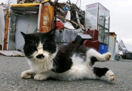 地震前猫咪有哪些反应?可以认识一下 地震前猫咪有哪些反应?可以认识一下
