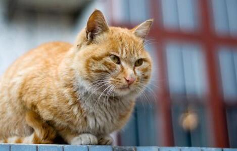猫是什么时候进入中国的?本文告诉你 猫是什么时候进入中国的?本文告诉你
