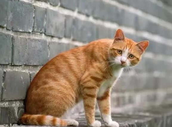 猫是什么时候进入中国的?本文告诉你 猫是什么时候进入中国的?本文告诉你