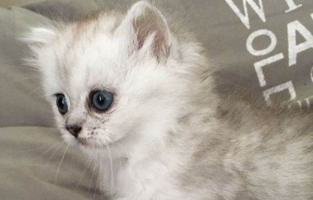 养猫猫毛会吸进肺里吗?饲养须知~ 养猫猫毛会吸进肺里吗?饲养须知~