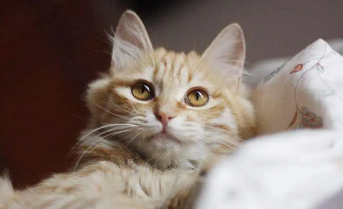 养猫猫毛会吸进肺里吗?饲养须知~ 养猫猫毛会吸进肺里吗?饲养须知~