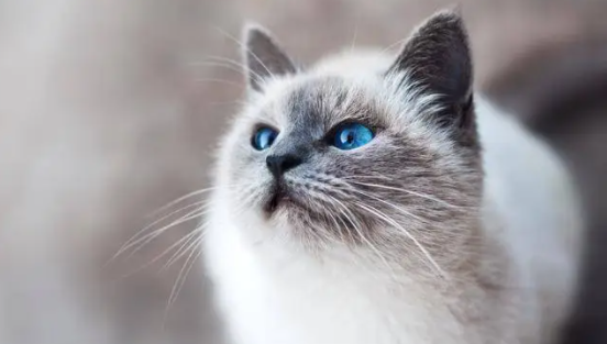 猫有跳蚤如何处理？这些方法值得get