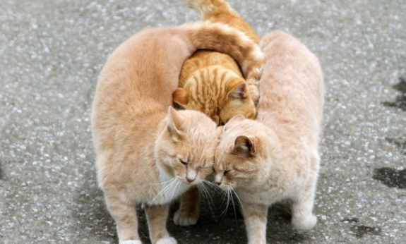 家里养猫可以用酒精消毒吗？有必要了解一下！