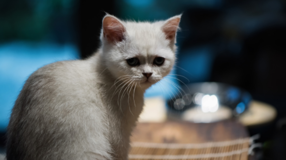 家里养猫可以用酒精消毒吗？有必要了解一下！