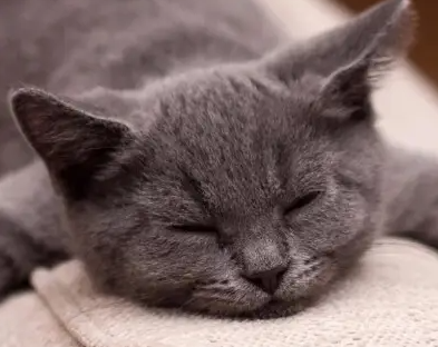 猫一天喝200ml水可能吗？了解后再做决定