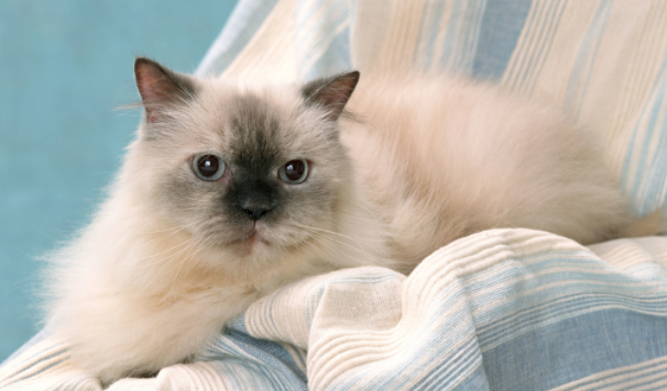 猫一天喝200ml水可能吗？了解后再做决定