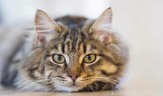 一文详解猫骨头是软的吗! 一文详解猫骨头是软的吗!