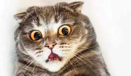 一文详解猫骨头是软的吗! 一文详解猫骨头是软的吗!