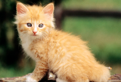 养宠小知识：猫为什么眼睛会发光？