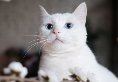 流浪猫为什么养不熟?一文告诉你! 流浪猫为什么养不熟?一文告诉你!