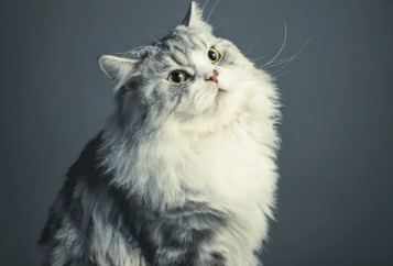 流浪猫为什么养不熟?一文告诉你! 流浪猫为什么养不熟?一文告诉你!