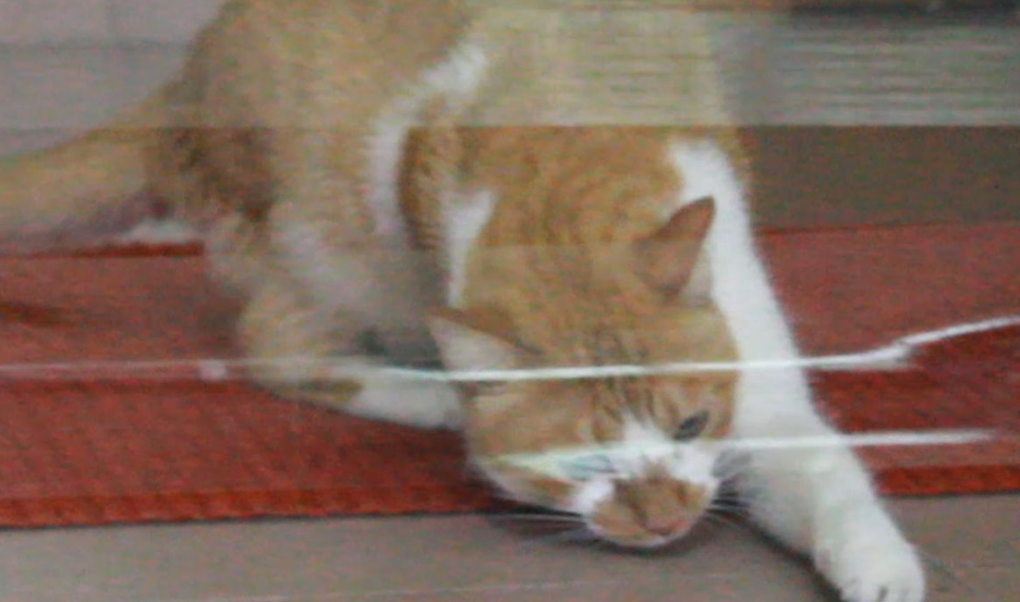 一起来了解一下猫为什么怕透明胶带吧！