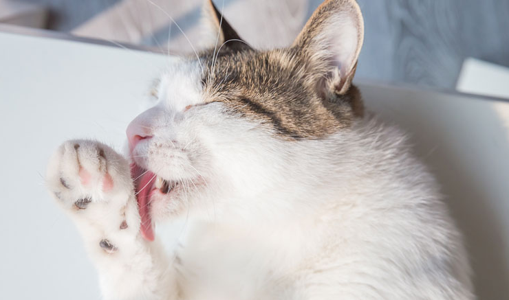 猫为什么喜欢舔爪子,来告诉你原因! 猫为什么喜欢舔爪子,来告诉你原因!
