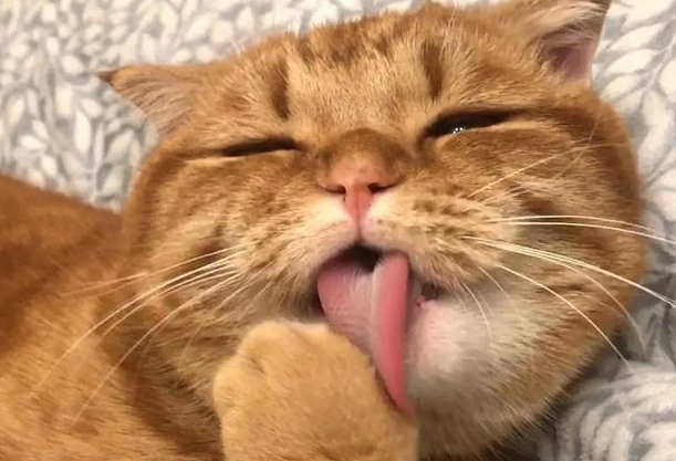 猫为什么喜欢舔爪子,来告诉你原因! 猫为什么喜欢舔爪子,来告诉你原因!