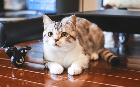 野猫生的小猫能养吗,该怎么饲养比较好呢? 野猫生的小猫能养吗,该怎么饲养比较好呢?