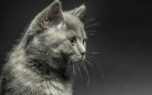 你知道为什么会出现橘色的英短吗? 你知道为什么会出现橘色的英短吗?