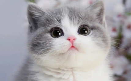 猫咪靠什么分辨主人 猫咪通过什么分辨主人?铲屎官们有没有研究过呢? 猫咪靠什么分辨主人 猫咪通过什么分辨主人?铲屎官们有没有研究过呢?