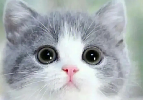 猫咪靠什么分辨主人 猫咪通过什么分辨主人?铲屎官们有没有研究过呢? 猫咪靠什么分辨主人 猫咪通过什么分辨主人?铲屎官们有没有研究过呢?