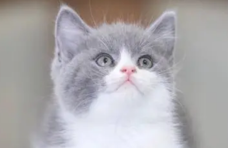 蓝白和银渐层哪个粘人 蓝白和银渐层哪个更粘人?大家都清楚吗? 蓝白和银渐层哪个粘人 蓝白和银渐层哪个更粘人?大家都清楚吗?