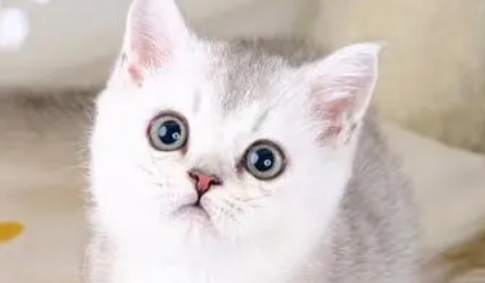 蓝白和银渐层哪个粘人 蓝白和银渐层哪个更粘人?大家都清楚吗? 蓝白和银渐层哪个粘人 蓝白和银渐层哪个更粘人?大家都清楚吗?