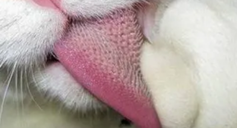 猫的舌头有多长?铲屎官有没有量过呢? 猫的舌头有多长?铲屎官有没有量过呢?