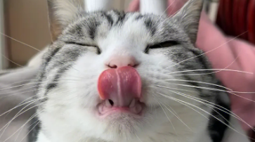 猫的舌头有多长?铲屎官有没有量过呢? 猫的舌头有多长?铲屎官有没有量过呢?