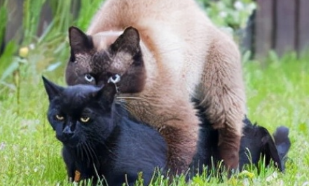 两只陌生猫配种要放笼子里吗 猫配种放笼子里好还是放外面？这一点非常重要。