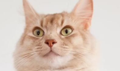 猫把主人当恋人的表现 猫会把主人当恋人吗?这一点大家要明白。 猫把主人当恋人的表现 猫会把主人当恋人吗?这一点大家要明白。