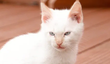 猫把主人当恋人的表现 猫会把主人当恋人吗?这一点大家要明白。 猫把主人当恋人的表现 猫会把主人当恋人吗?这一点大家要明白。