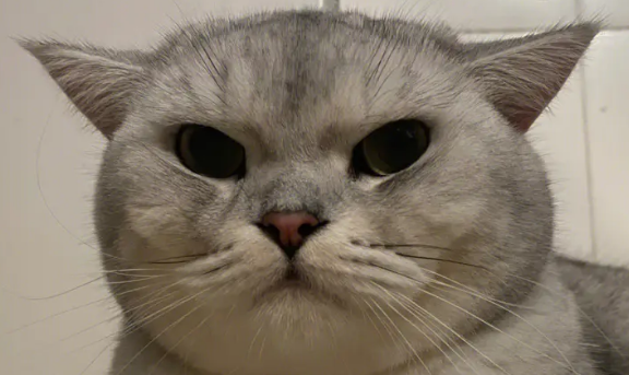 猫咪飞机耳是什么意思?大家知道吗？