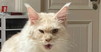 猫咪飞机耳是什么意思?大家知道吗？