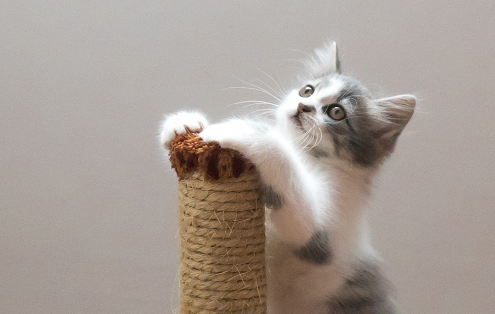 白脚猫为什么不能养?饲养须知~ 白脚猫为什么不能养?饲养须知~