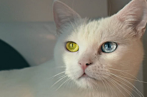 异瞳猫一定双耳失聪吗？你了解多少呢？