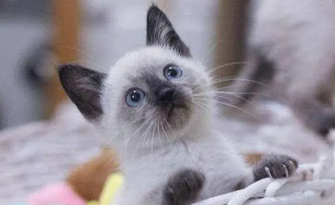 女生养猫的好处，你知道吗？